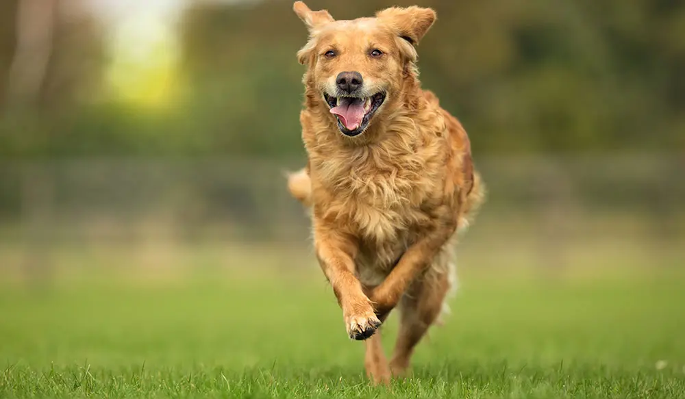 dog running vita animal health