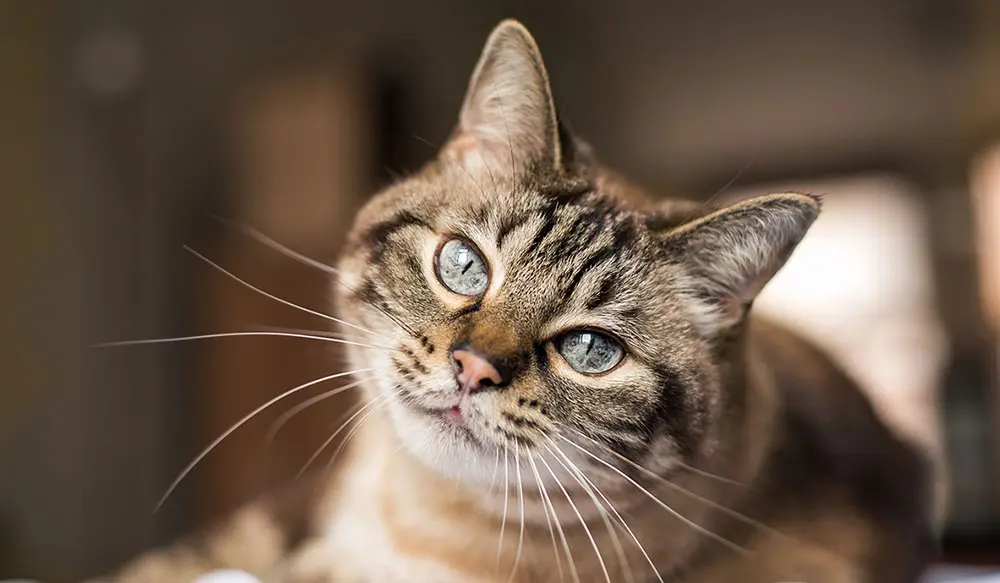 1000x583_Vita_home_cat