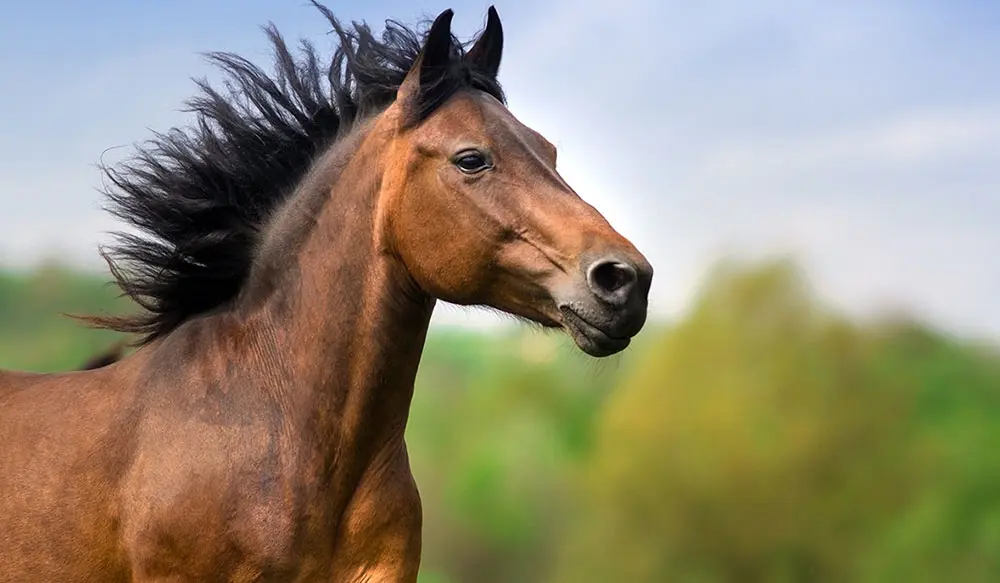 1000x583_Vita_home_horse