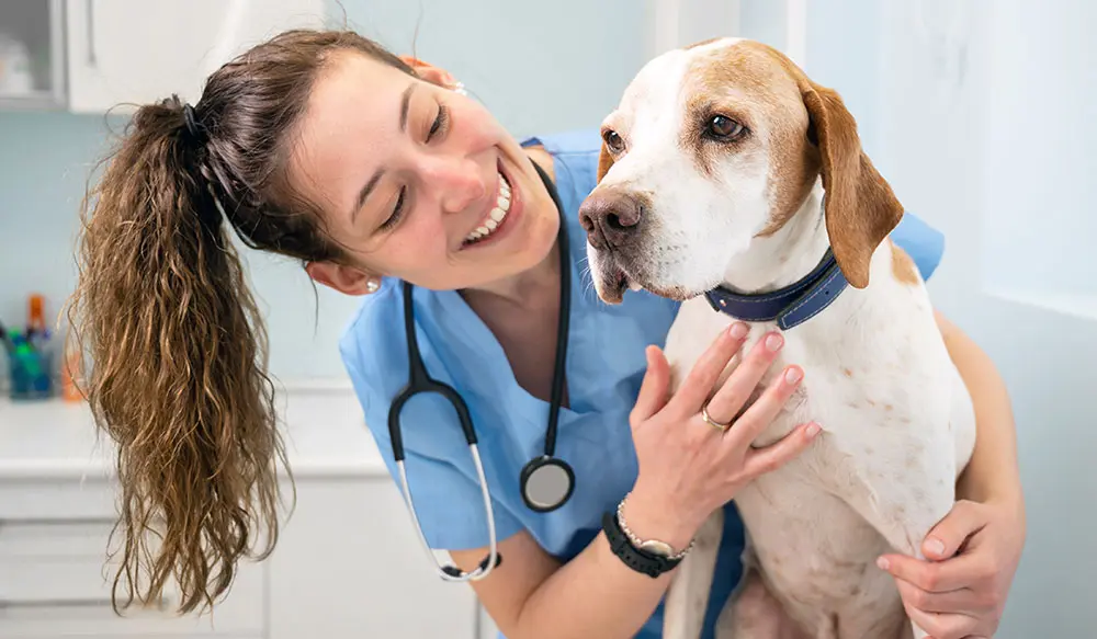 vet and dog vita animal health