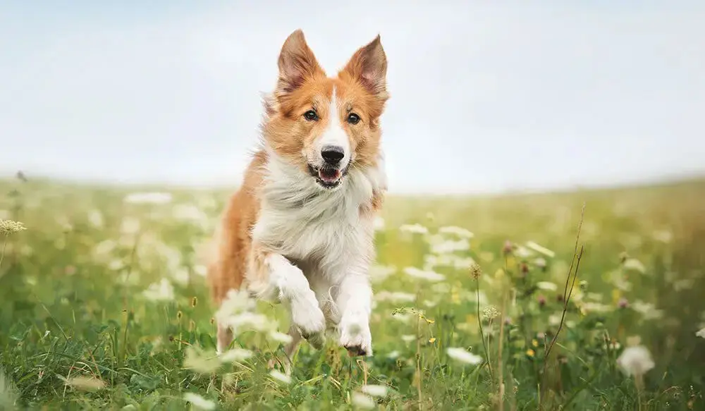 1000x583_Vita_home_dog