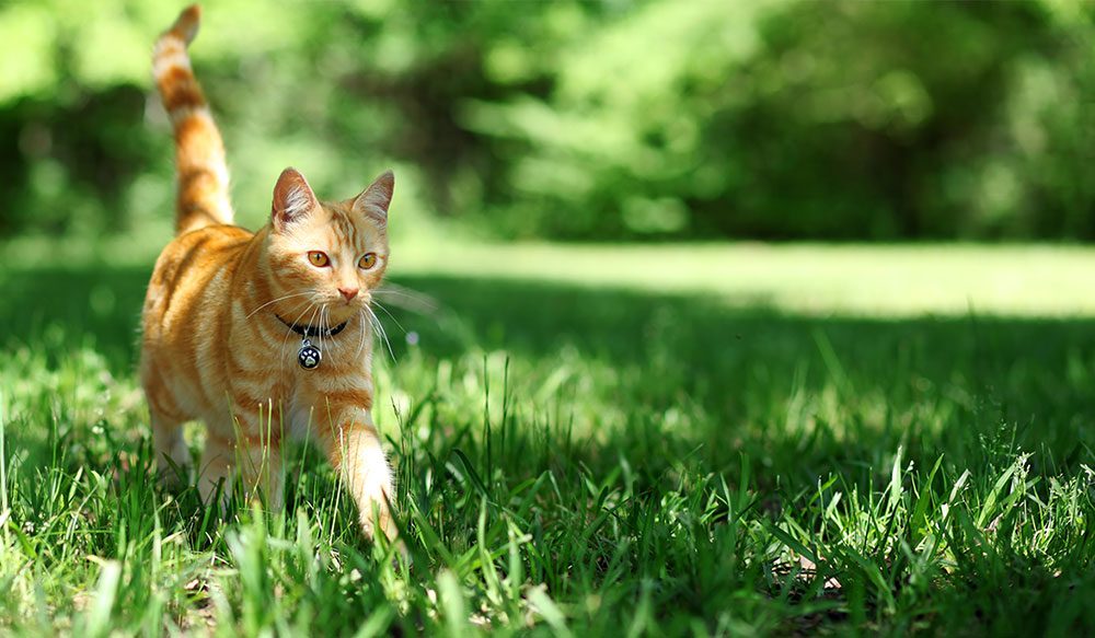 cat stalking vita animal health