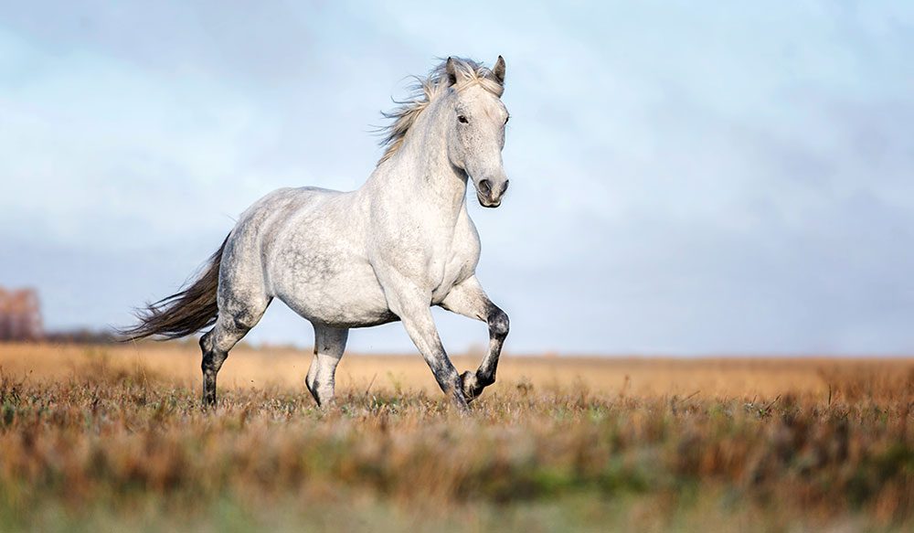 horse running vita animal health