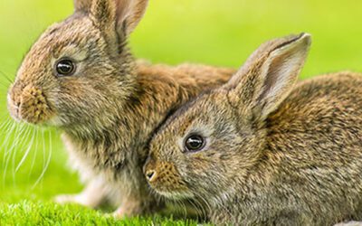 Rabbit Ear Health