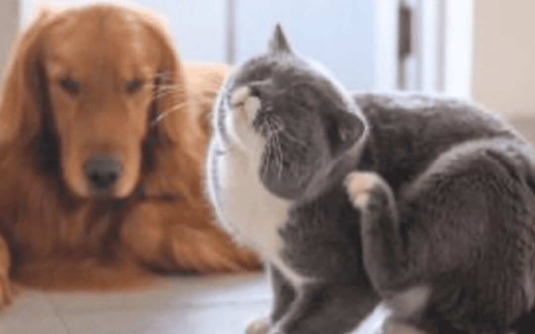 Skin Allergies in Dogs & Cats
