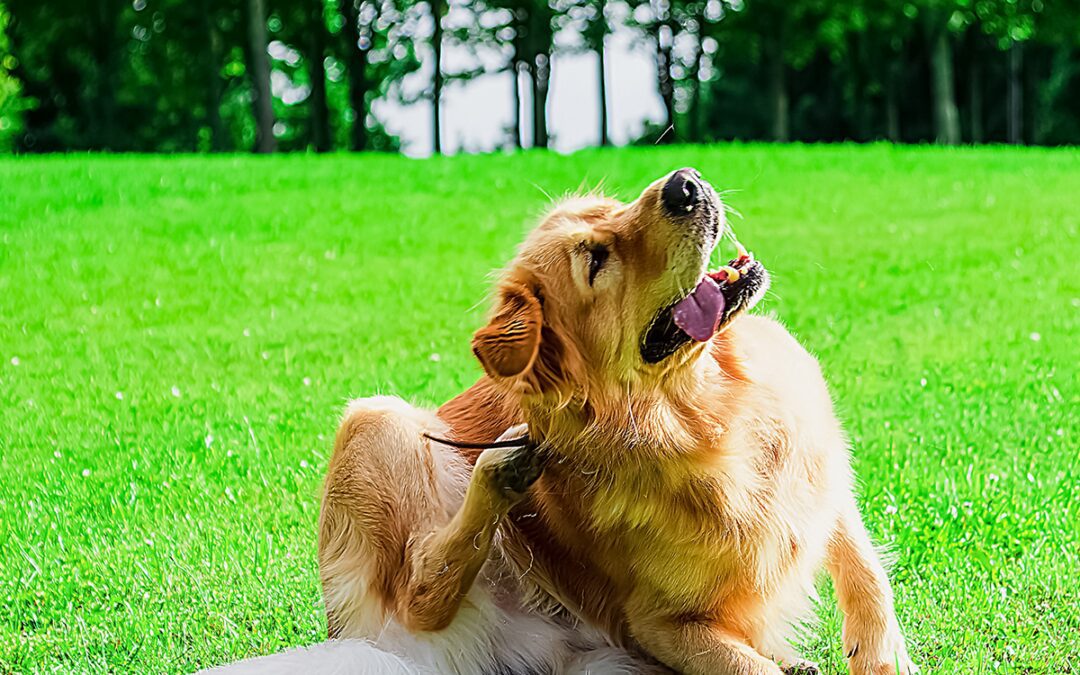 How to Manage Summer Allergies in Dogs – the Role of Omega 3s