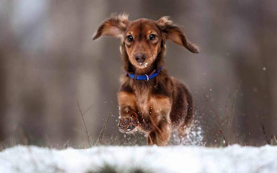 10 Top Tips to Navigate Winter with your Pets