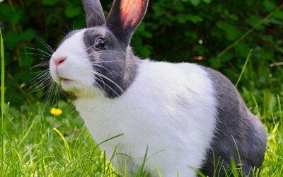 Rabbit Ear Health : How to Select and Use an Ear Cleaner