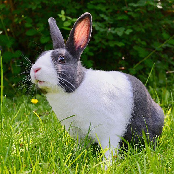 Rabbit Ear Health : How to Select and Use an Ear Cleaner