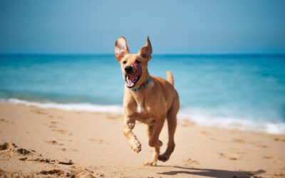 Five Summer Pet Care Tips